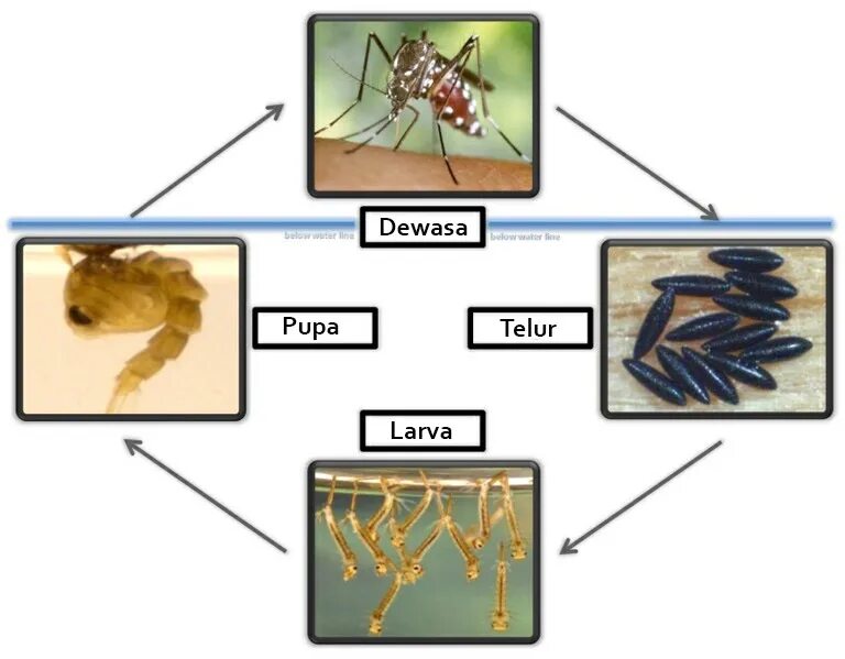 Цикл развития комара обыкновенного. Aedes aegypti жизненный цикл. Цикл развития москита. Стадии развития комара.