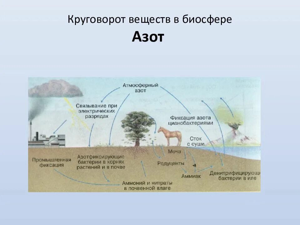 Круговорот веществ в биосфере обеспечивается. Круговорот азота. Схема биологического круговорота веществ. Схема круговорота веществ биология. Биологический круговорот веществ в природе.