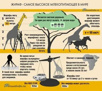 Жираф сколько звуков