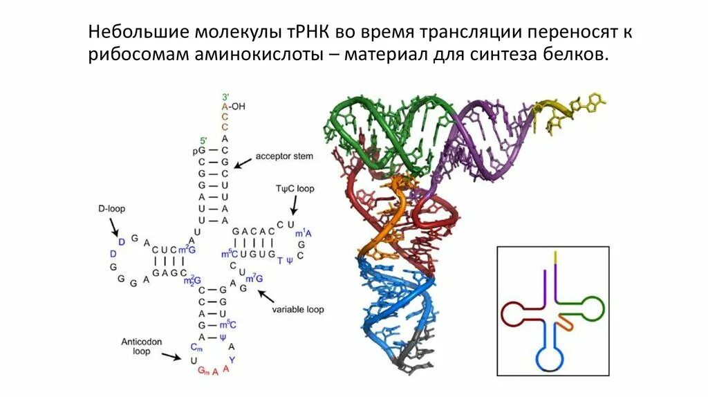 Строение вторичной структуры ТРНК. Вторичная структура ТРНК. Вторичная структура т РНК. Третичная структура т РНК. Митохондрия рнк