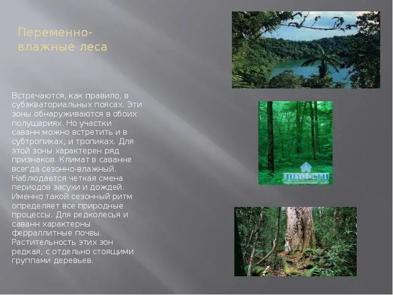 Природные зоны северной америки презентация 7 класс. Животные переменно влажных муссонных лесов Северной Америки. Переменно-влажный лес в Северной Америке. Природная зона переменно влажные леса. Растения переменно влажных лесов Северной Америки.