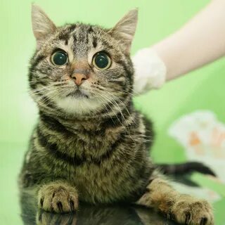 Кошка маша