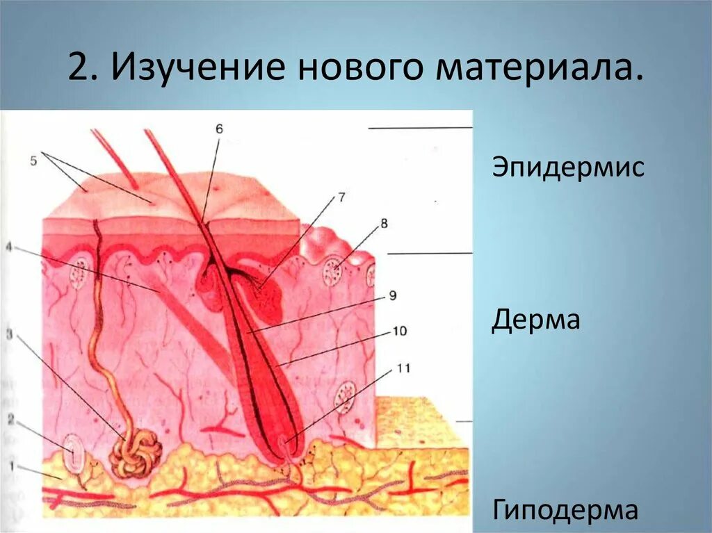 Гиподерма строение и функции. Эпидерма дерма гиподерма. Эпидермис дерма гиподерма. Строение кожи эпидермис дерма гиподерма. Гиподерма дерма гиподерма.