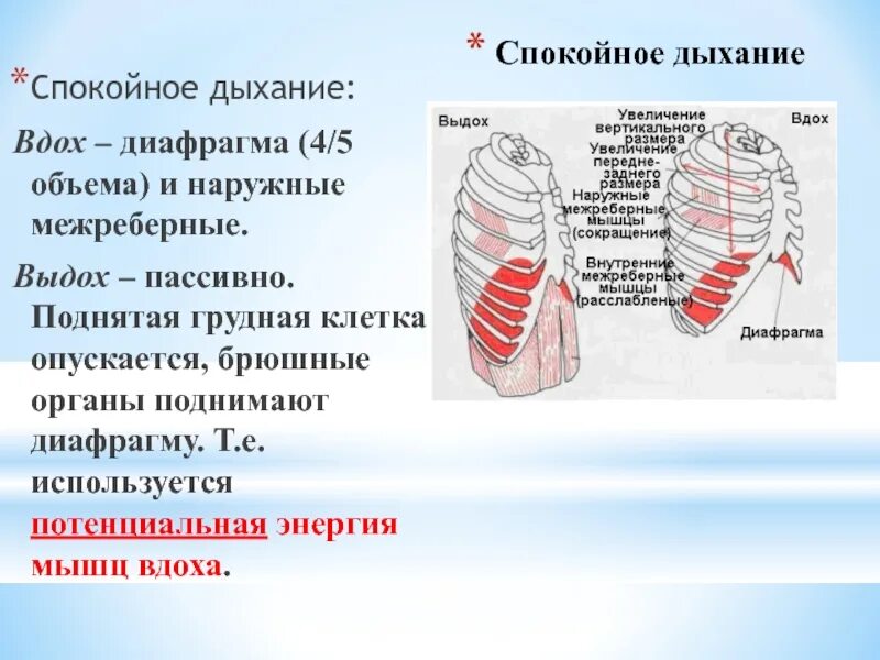 Изменения при вдохе и выдохе