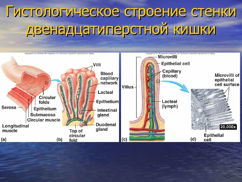 Стенки дпк. Гистологическое строение стенки двенадцатиперстной кишки. двенадцатипёрстной кишки строение стен. двенадцатиперстная кишка строение стенки.
