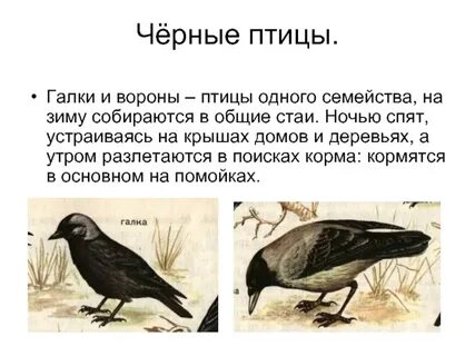 Сравнение галки и вороны