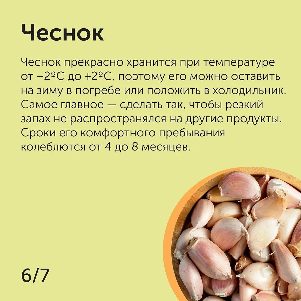 При какой температуре хранить тюльпаны для продажи. Хранение овощей чеснок по ГОСТУ. Сколько хранится чеснок свежий. При какой температуре хранить лук. Лук семейка как хранить.