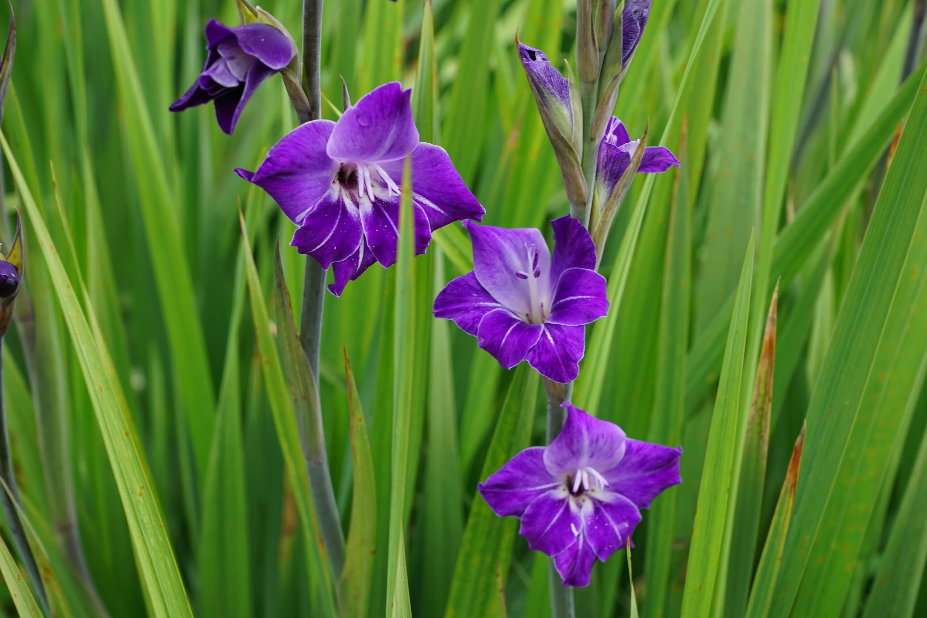 Лист гладиолуса. Гладиолус Purple Flora. Гладиолус шпажник. Дикий Гладиолус шпажник. Гладиолус сиреневый.