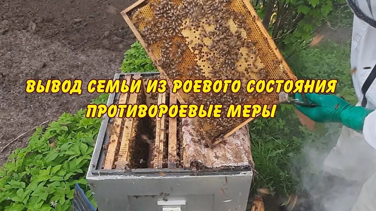 Матководство вывод маток. Матководство в сибири. Как вывести семью из роевого состояния. Роевые маточники у пчел. Как вывести семью из роевого состояния.