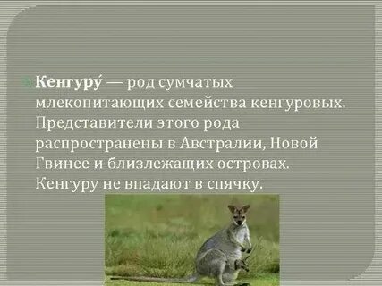Слово кенгуру мужского рода