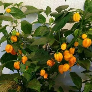 Перец хабанеро условия выращивания