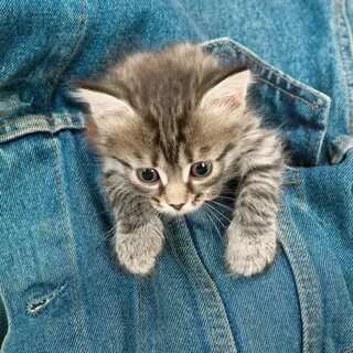 Pure kitty