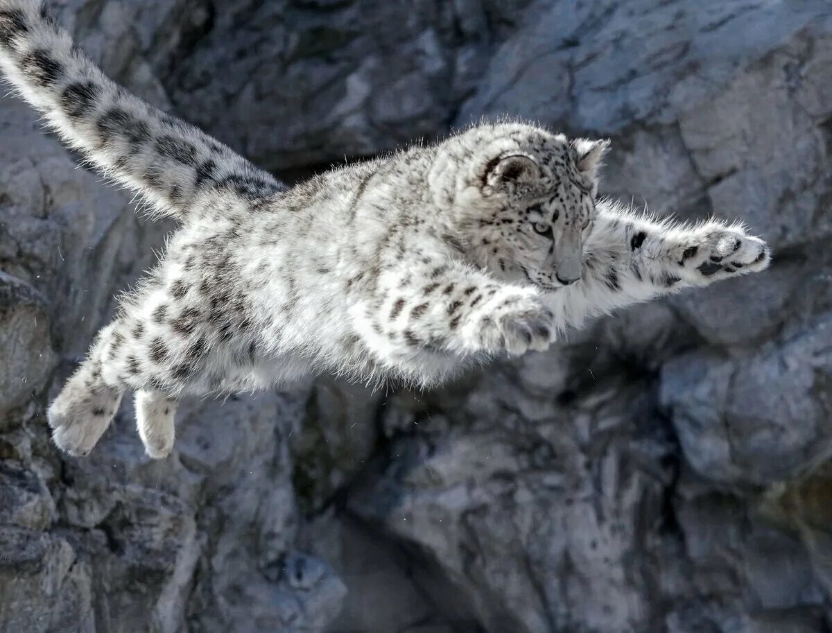 На какую длину способен прыгнуть снежный барс. Снежный Барс (Ирбис, снежный леопард). Ирбис снежный Барс в прыжке. Снежный Барс в Гималаях. Снежный Барс. Белый отшельник.