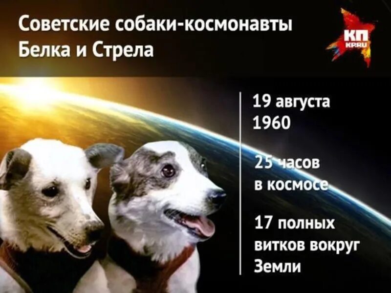 В каком году полетели собаки. Собаки белка и стрелка. Собаки летавшие в космос. Белка и стрелка собаки космонавты. Космическая собака.