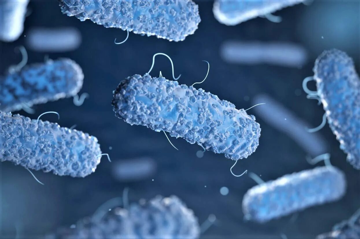 Палочка бифидобактерии. Листерия моноцитогенес. Listeria monocytogenes микробиология. Legionella pneumophila микробиология.