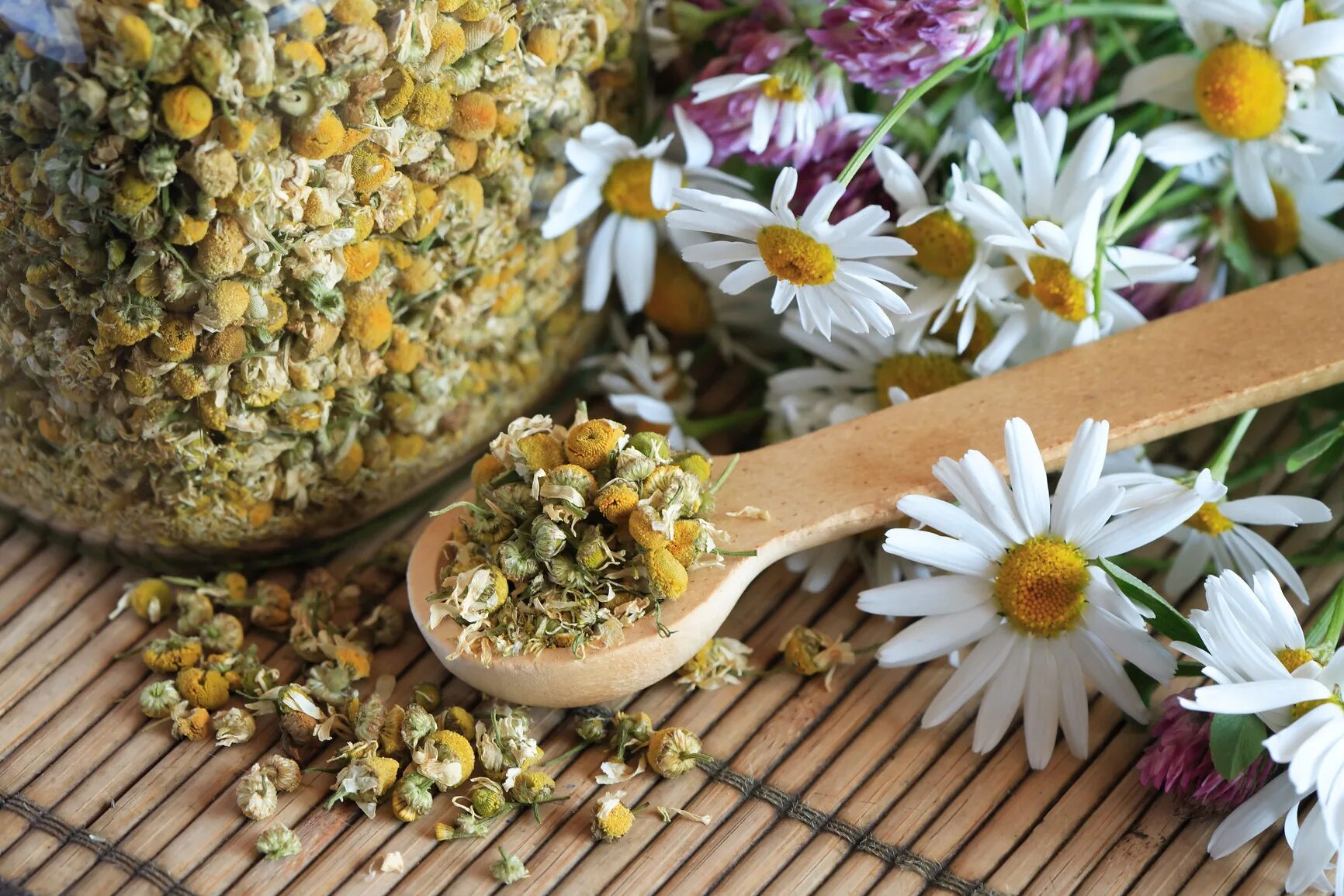 Ромашка аптечная ЛРС. Camomile Ромашка. Ромашка Полевая засушенная. Ромашка целебное растение. Ромашки лекарственной цветки