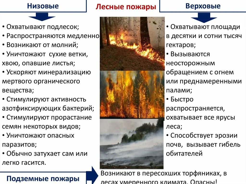 Низовые верховые и подземные пожары. Типы лесных пожаров. Верховой и низовой пожар.