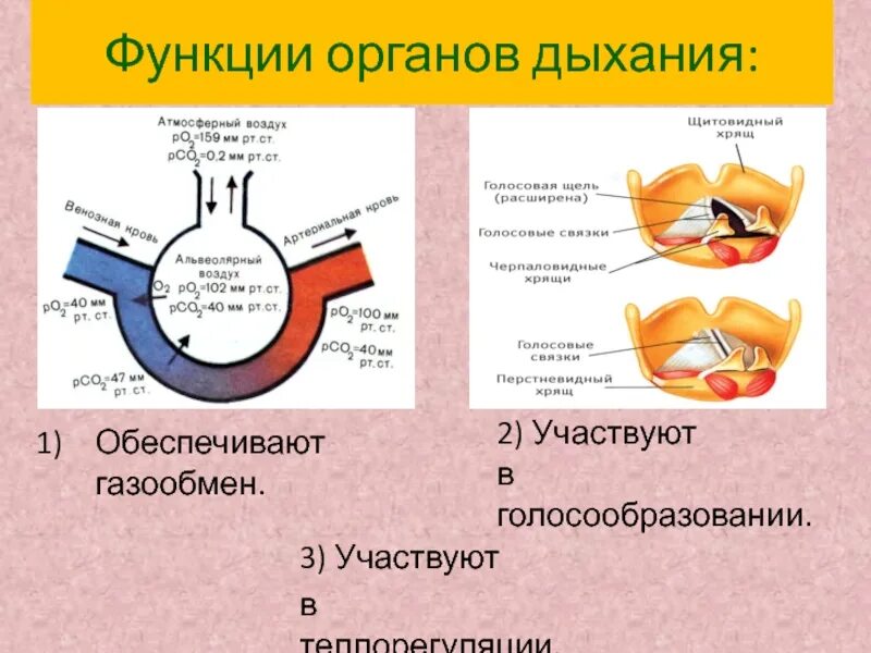 Функции дыхательной системы. Система органов дыхания функции. Функции органов дыхательной системы. Дыхание функции дыхательной системы.