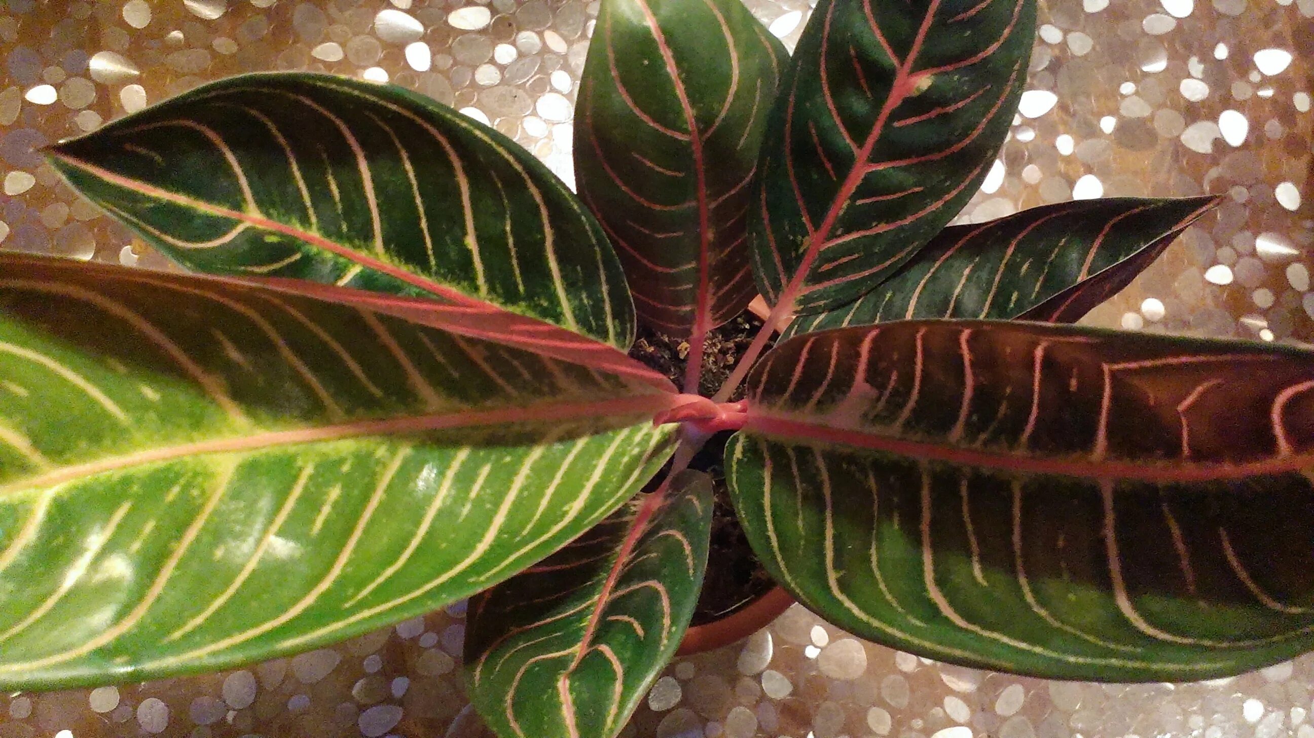 аглаонема джубайли. аглаонема anyamanee tricolor. аглаонемы казань. Crete/аглаонема аглаонема crete. аглаонемы казань.