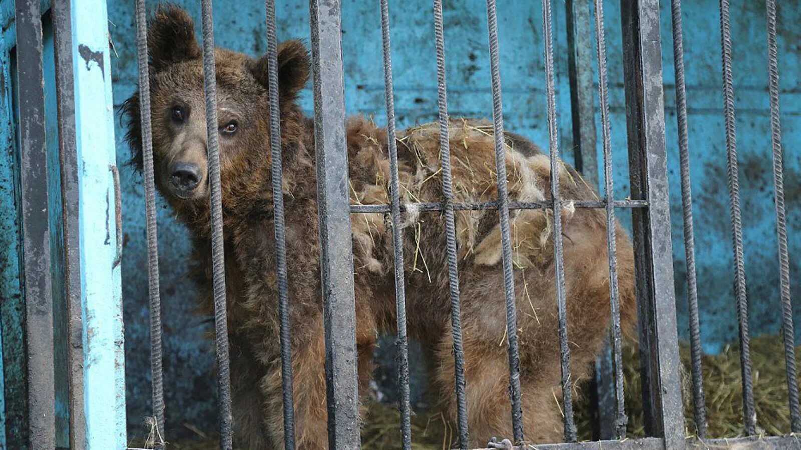 Мучения животных в зоопарке. Животные зоопарка. Животные в клетке в зоопарке. Владикавказский зоопарк владикавказ. Клетка с обезьянами в зоопарке.