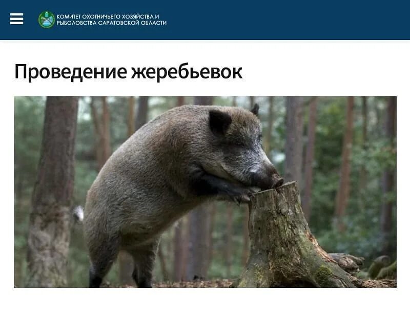 Сайт комитета охотничьего. Комитет охотничьего хозяйства и рыболовства саратовской. комитет охота и рыболовство в саратовской области. комитет охотхозяйства и рыболовства саратовской области. охотхозяйство саратовской области сайт.