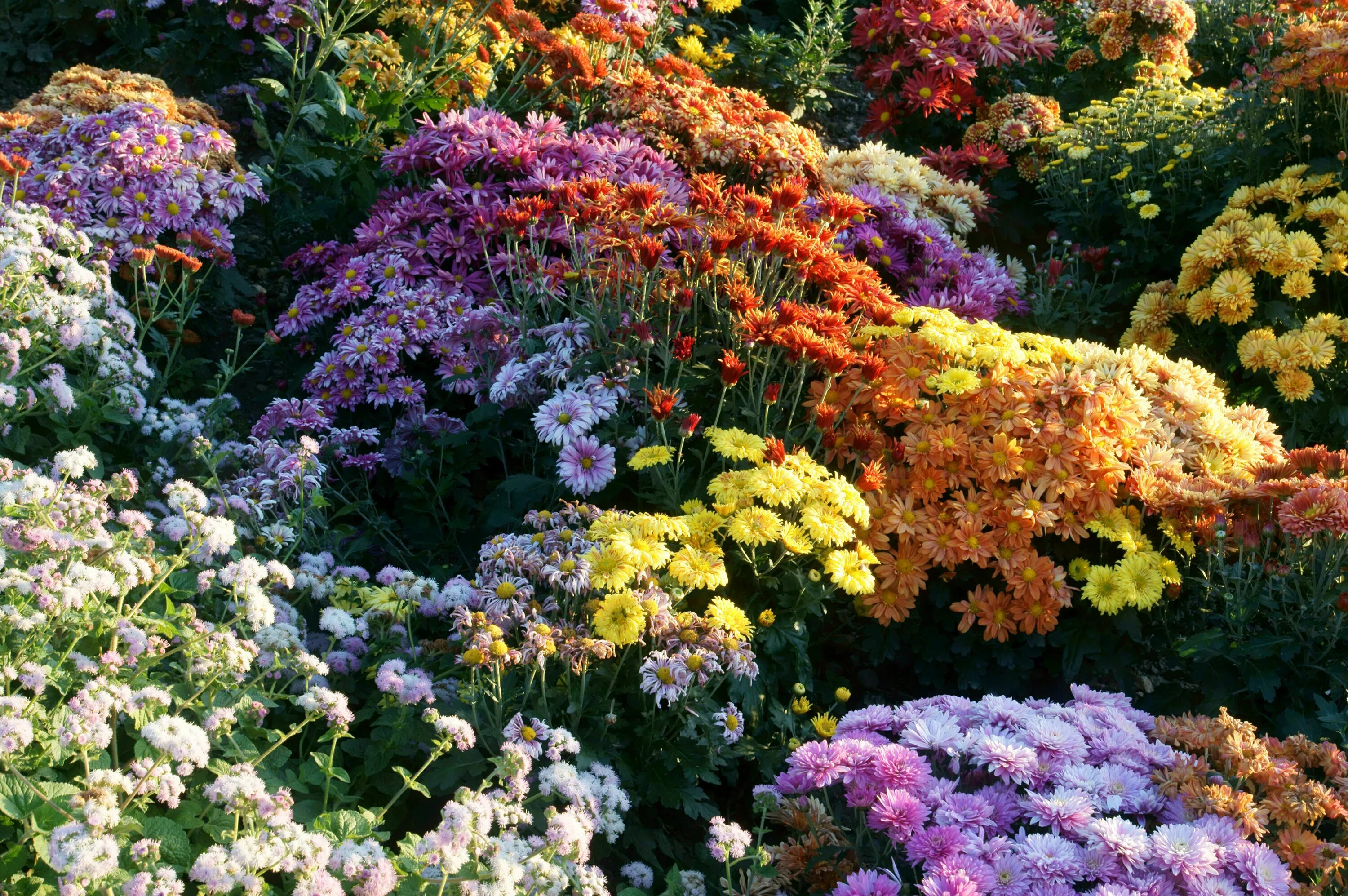 Цветущие хризантемы Никитский сад. Хризантемы осенние многолетние кустовые. Хризантема корейская в цветнике. Хризантема мультифлора на клумбе.