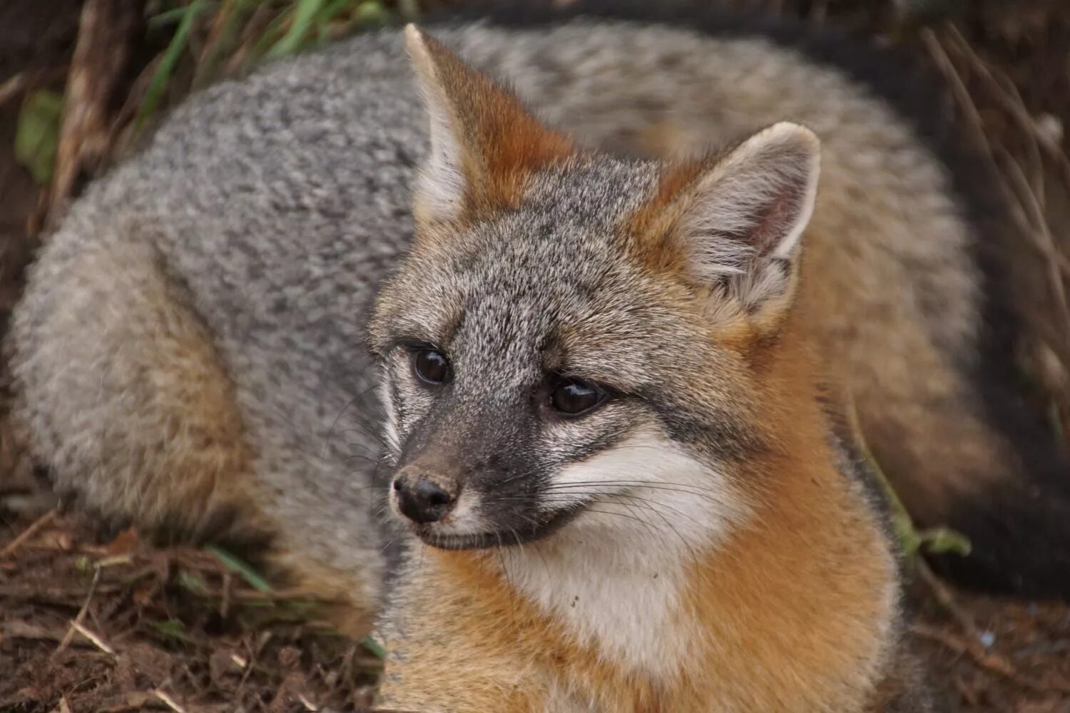 В каком fox. Грей Фокс лиса. Сиводушка лиса. Серая лисица. Серая лисица из Северной Америки.