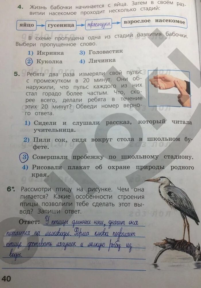 Впр окр мир 4 класс 2025 ответы. Тетрадь впр окружающий мир 4 класс тетрадь. впр окружающий мир 4 класс волкова цитович ответы 2 вариант ответы. гдз по впр 4 класс окружающий мир волкова. впр по окружающий 4 класс.