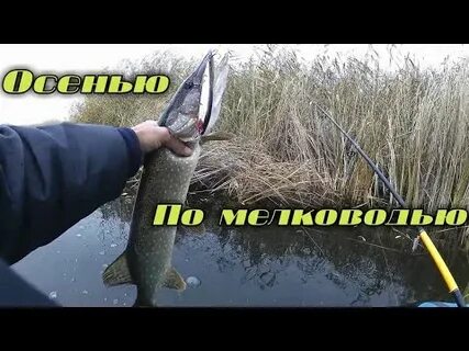 Клев щуки осенью на спиннинг
