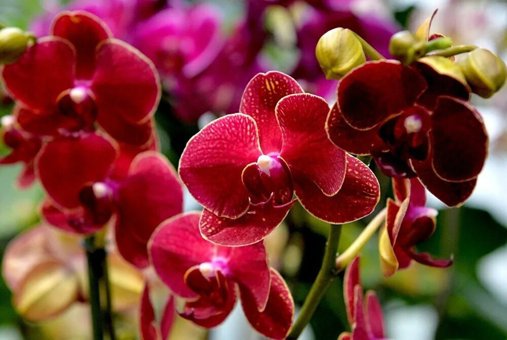 Канны орхидные. Орхидея фаленопсис легато. Орхидея карнавал. Фаленопсис биг лип венецианский карнавал. Орхидея венецианский карнавал.