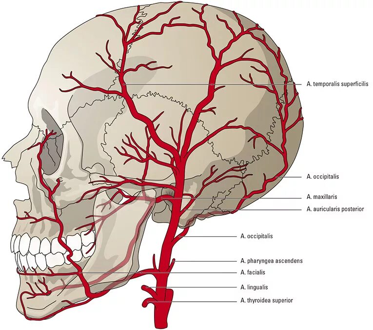 A maxillaris. Затылочная артерия ветв. Кровоснабжение наружной сонной артерии. Ветви затылочной артерии анатомия. Поверхностная височная артерия схема.