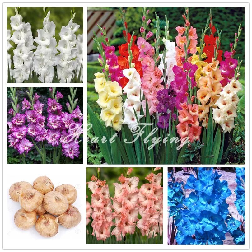 Гладиолус крупноцветковый "дольче вита. Гладиолус оранжери. Гладиолус бухта тимбукту. Гладиолус чимароза. Гладиолус бель туаве.