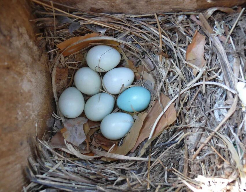 Яйца скворцов фото. Пустынная Каменка гнездо яиц. Яйца скворца в гнезде. Обыкновенная Каменка гнездо. Скворец высиживает яйца.