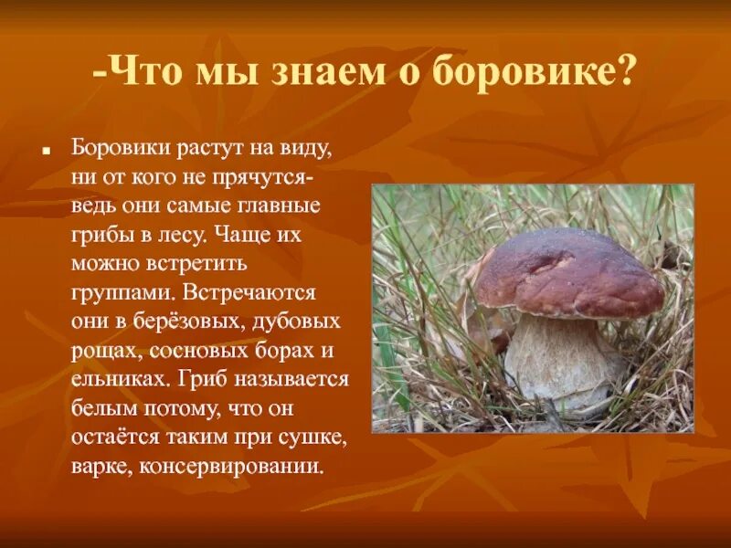 Гриб сообщение 3 класс окружающий. Гриб боровик доклад 5 класс. рассказ о белом грибе. сообщение о грибах. доклад про грибы.