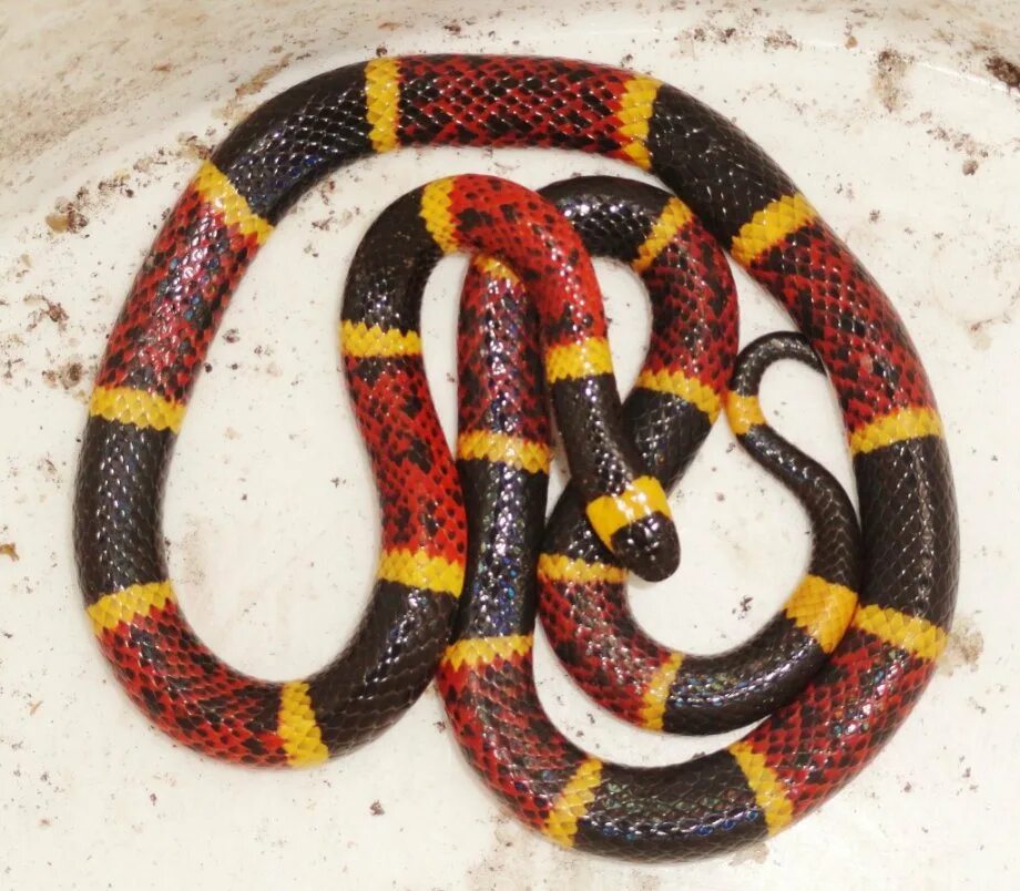 коралловый аспид змея. аспид змея ядовитая. аспид кобровый. аспид змея ядовитая. краснобрюхий чёрный аспид.