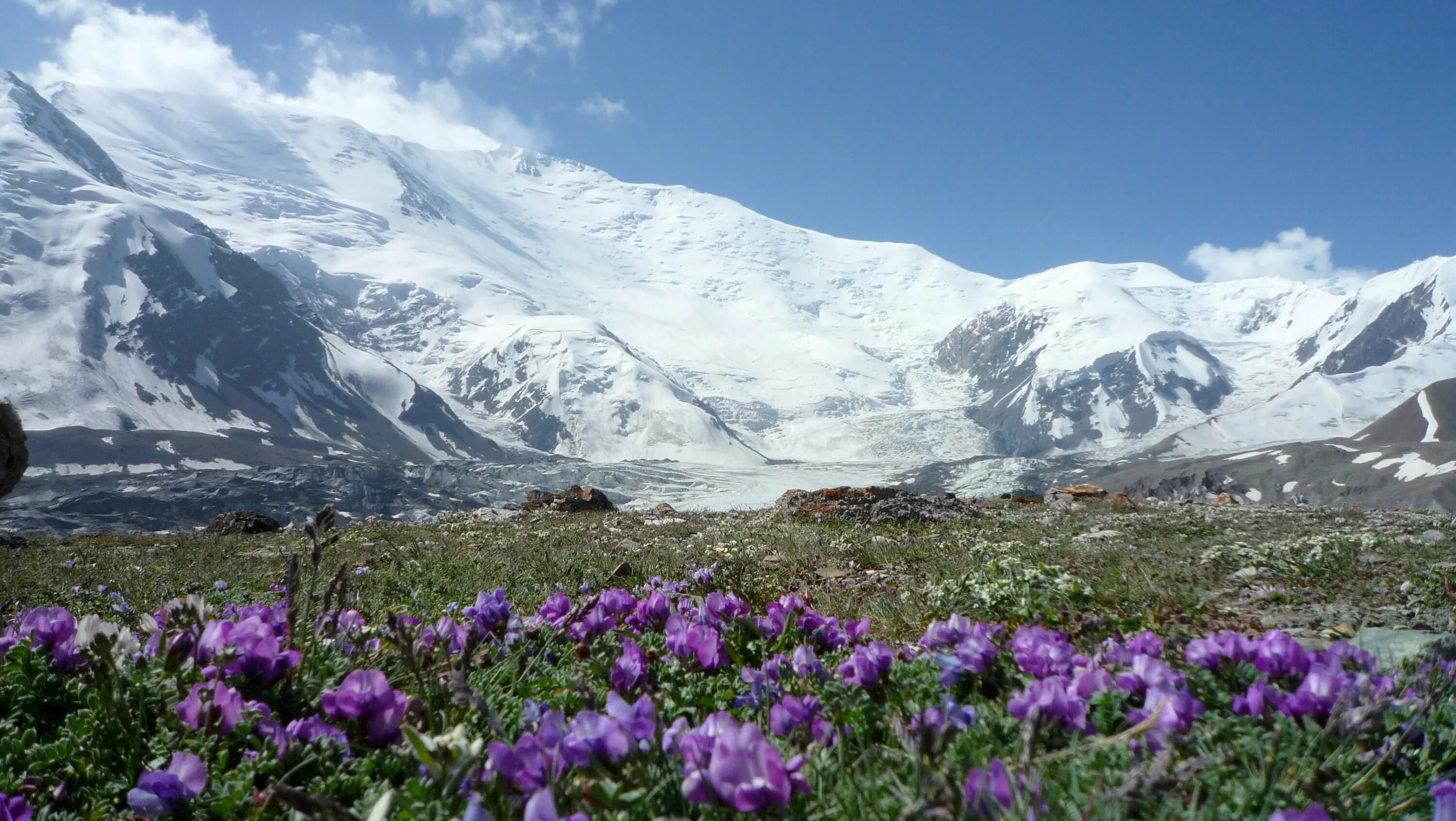 Природа Таджикистана Памир. Горные цветы Тянь Шаня в Киргизии. Маки Таджикистан Памир. Альпийские Луга Памира. Таджикские цветы