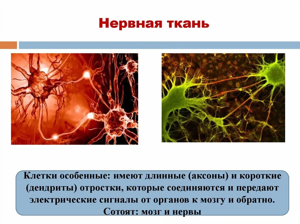 Нервная ткань состоит из собственно нервных. Нервная ткань. Клетки нервной ткани. Нервная ткань животных. Tyhdyfz ткань.