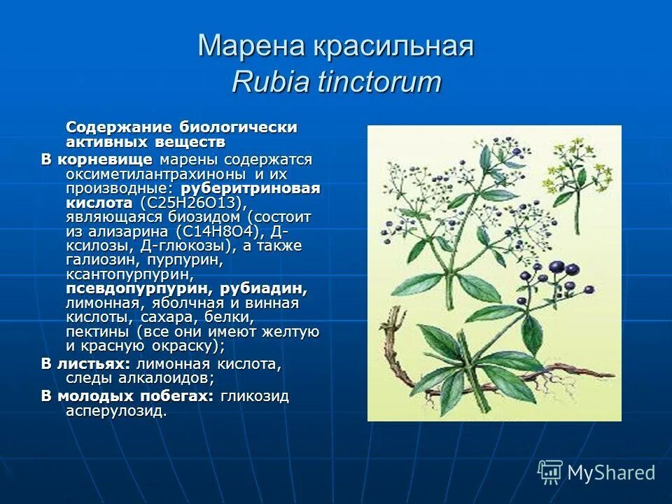 Основные группы бав. Марена красильная растение. Марены красильной (rubia tinctorum). Марена красильная Фармакогнозия. Трава Марена красильная корень.