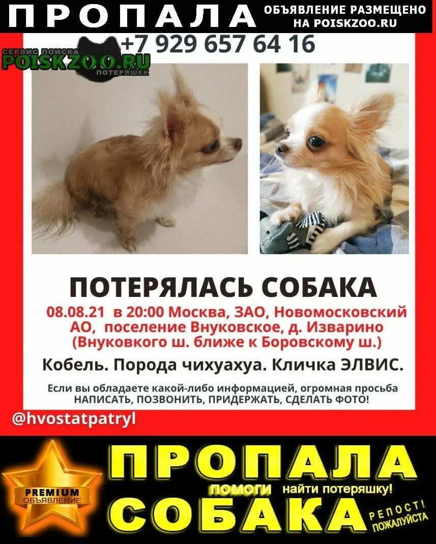 Потерялся чихуахуа. Пропала собака чихуахуа. объявление пропала собака. пропала чихуахуа. пропала собака боровское шоссе.