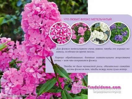 Флоксы уход подкормка