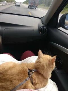 My cat in the car