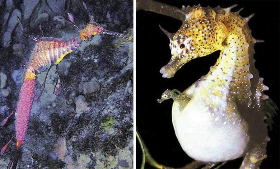 Сколько вынашивает лошадь. Морской конек спаривание. Морской конек вынашивает потомство. "Морской конек" "шахматный дебют". Морской конек рожает самец.