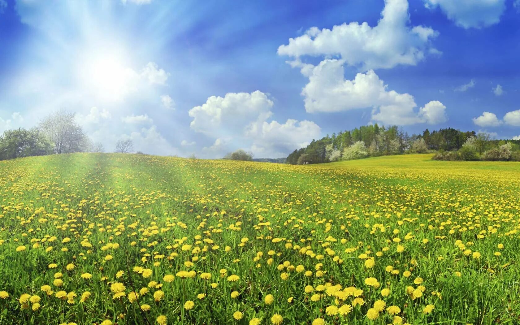 красивые луга. поляна с цветами и солнцем. цветочная поляна. природа солнце. ромашковое поле.