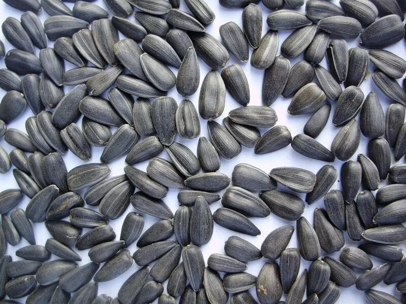 краснодарские семечки. семечка подсолнечника погрузка. урожай подсолнечника с 1га ставрополье. грызовой подсолнечник семена. кондитерский подсолнечник.