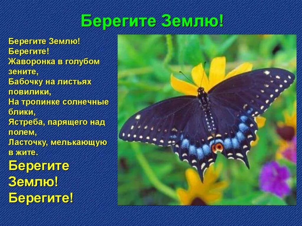 Берегите в голубом зените. Берегите бабочек. берегите землю берегите жаворонков в голубом зените. беречь бабочек. берегите землю! берегите жаворонка в голубом зените, бабочку на.