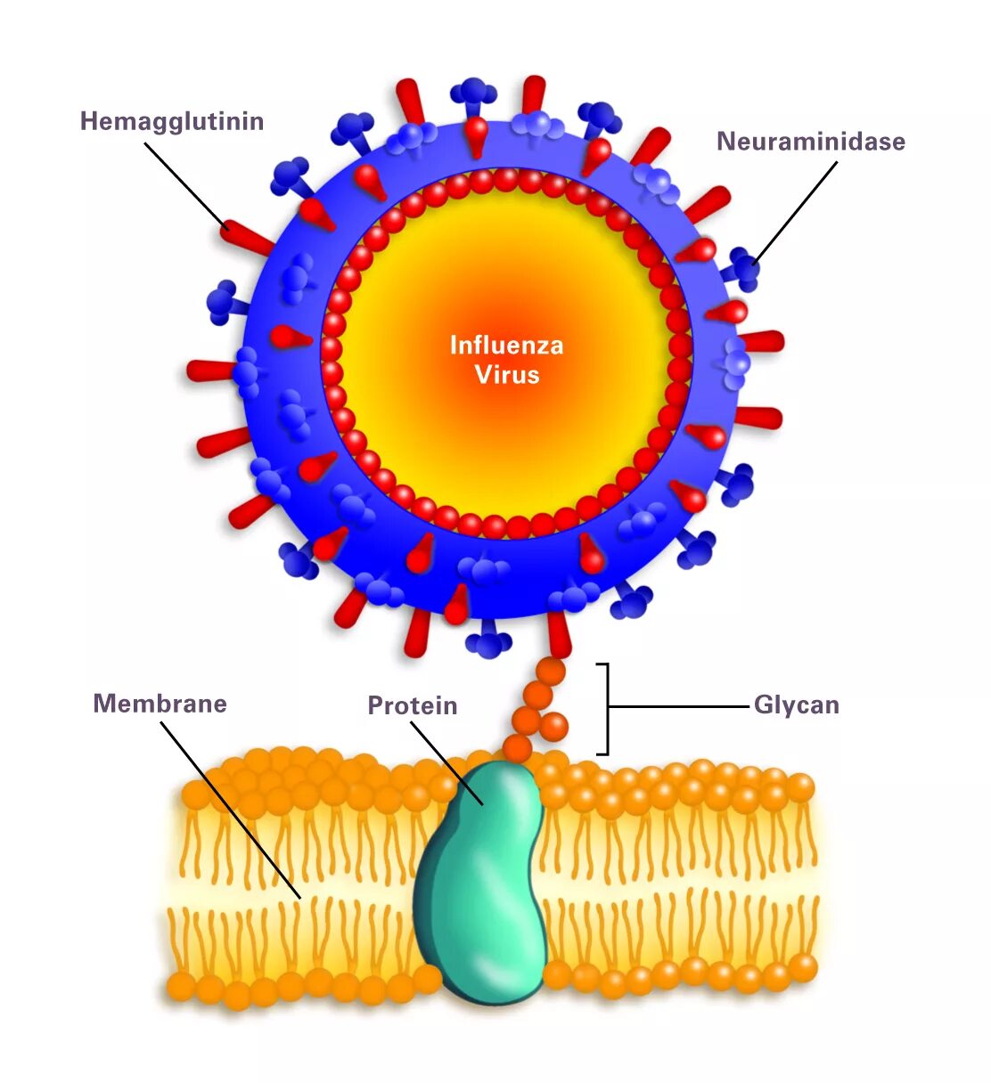 Рецепторы вируса. Клеточный Рецептор для вируса гриппа. Мембрана вирусов. Рецепторы клетки к вирусу.