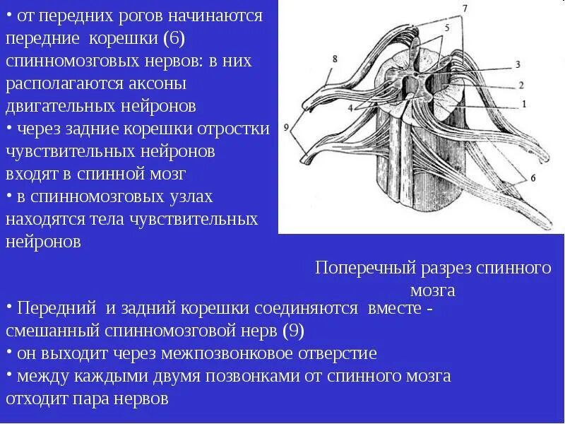 Сколько пар спинномозговых нервов отходят. Задние корешки спинномозговые нервы. Передние корешки спинномозгового нерва. Спинномозговой ганглий анатомия. Корешков спинномозговых нервов.