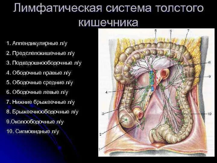 Лимфатические узлы в кишечнике. Брыжейка тонкой кишки анатомия. Брыжейка толстой кишки анатомия. Брыжейка тонкого кишечника анатомия. Лимфатическая система ободочной кишки.