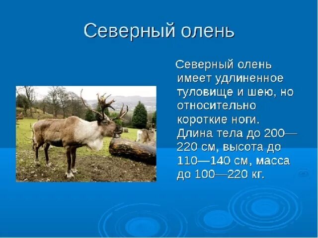 Северный олень тундры сообщение 4. Доклад на тему олень. рассказ о олене. рассказ о северном олене. рассказ про северного оленя.