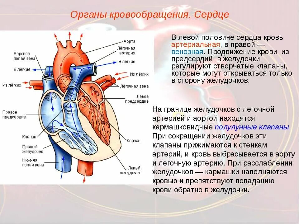 Чем отличается предсердие от желудочка. Из сердца венозная кровь поступает в лёгкие. Сердце человека венозная и артериальная кровь. Строение сердца и сосудов человека схема расположения. Артерии и вены сердца гемодинамика.